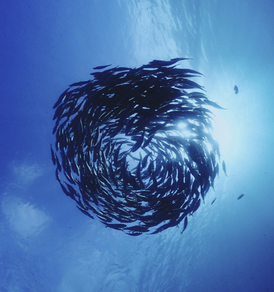 Digitalization at Marel