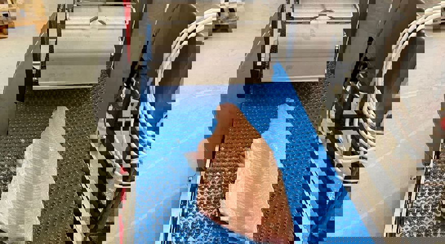 Processed fish on conveyor belt