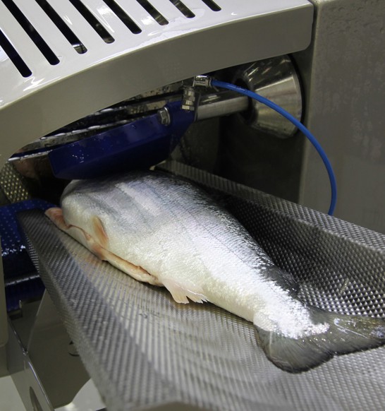 Paceinfeeder.jpg (2)