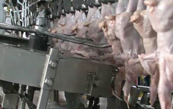 WLNSC-1-Wing-Lift-Neck-Skin-Cutter-2