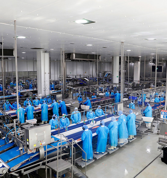 Camanchaca Salmon Processing Lines 2