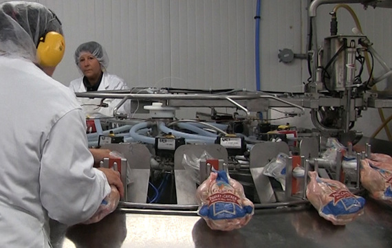 automated-production_vacuum-packaged-birds