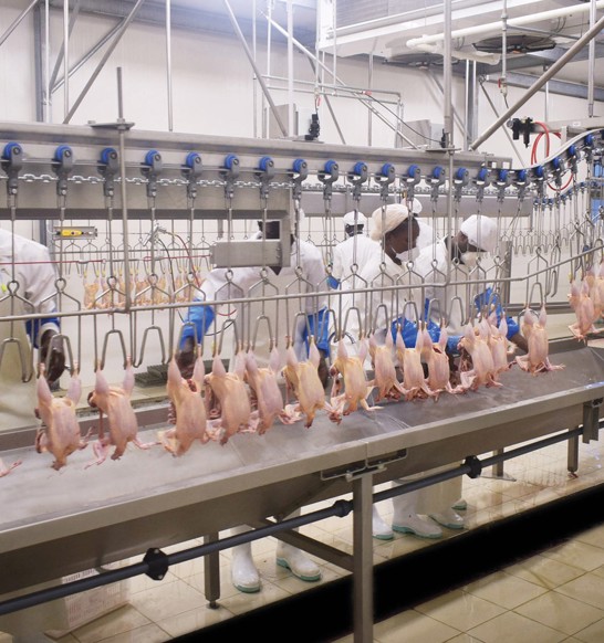 Poultry Overhead Conveyor Line