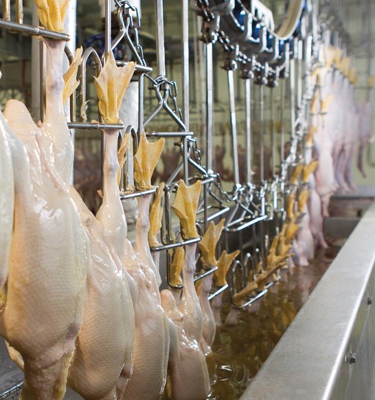 Solução de enceramento em linha de processamento de pato