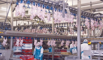 Poland – a Marel poultry success story