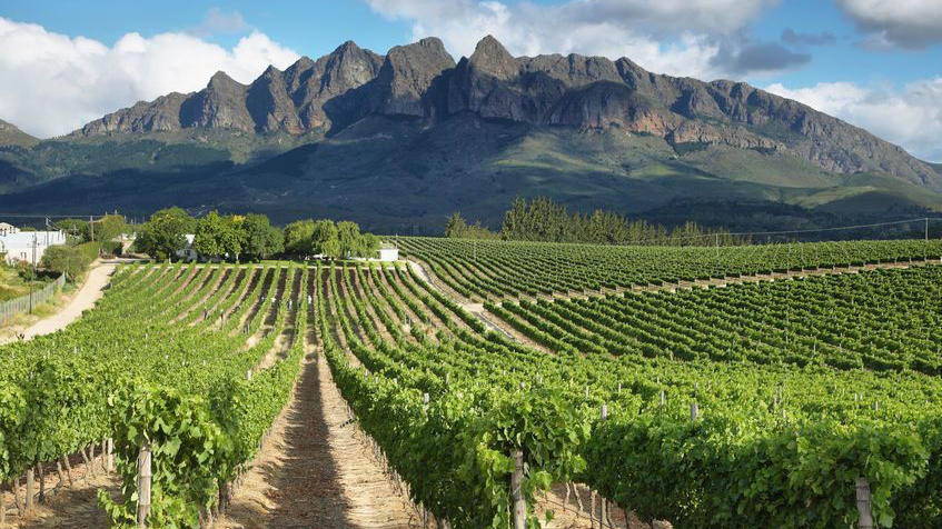 Aurratech is helping wine producers in South Africa save water
