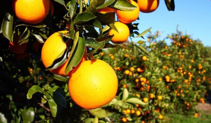 JBT prepares smart solutions for produce industry