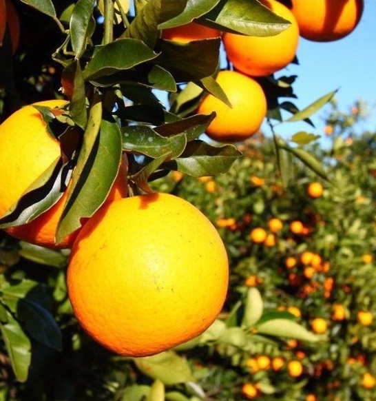 shutterstock_77962435-e1574459907911