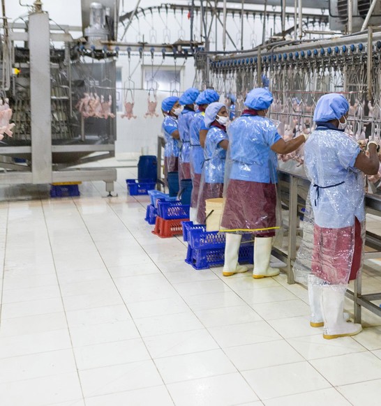 Manual Poultry Evisceration Line