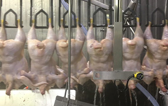 First-Processing-Paws