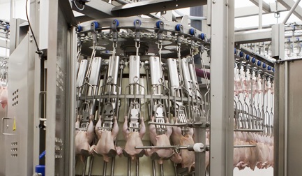 Inspektion und Trennen der Nackenhaut