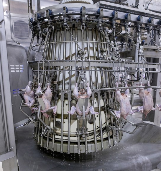 Coretech Eviscerator Poultry