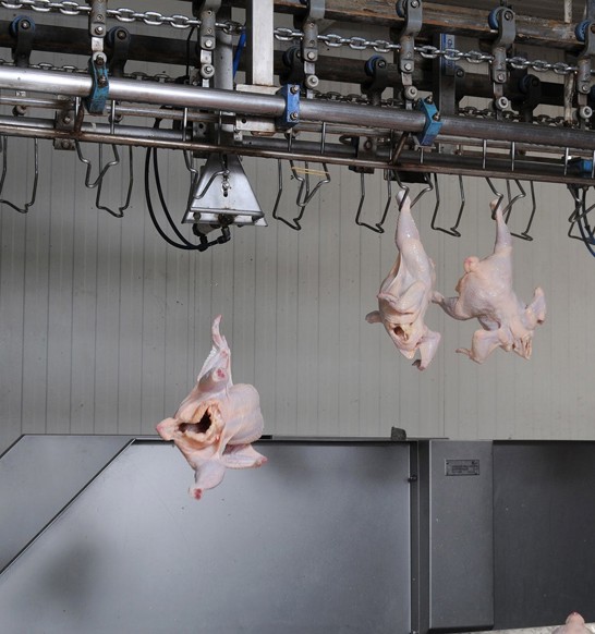 Whole Broiler Unloading Station